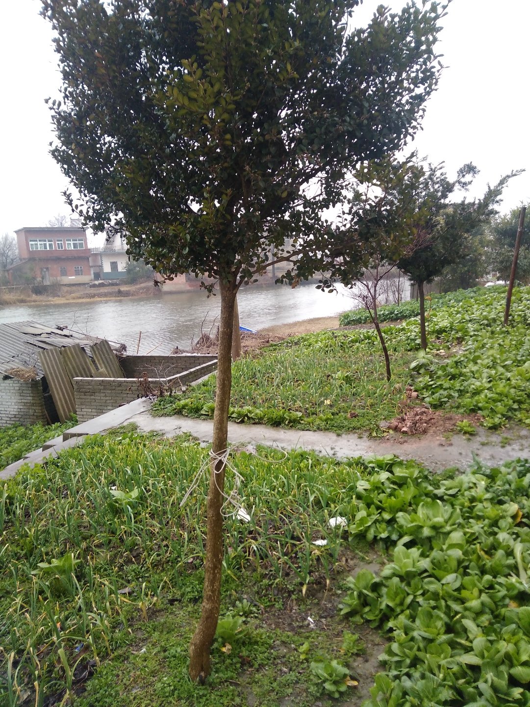 芜湖规划区鸠江区规划图_芜湖市鸠江区规划_芜湖鸠江区规划