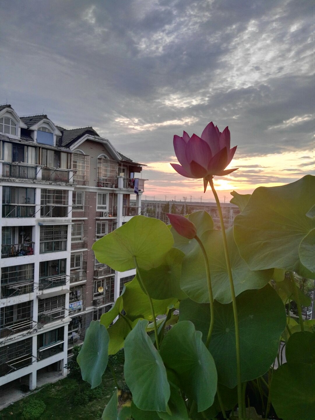 芜湖市鸠江区规划_芜湖鸠江区规划_芜湖规划区鸠江区规划图