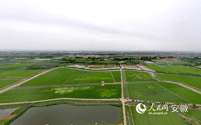 芜湖市鸠江区控规图_芜湖鸠江区土地规划图_芜湖市鸠江区发展规划