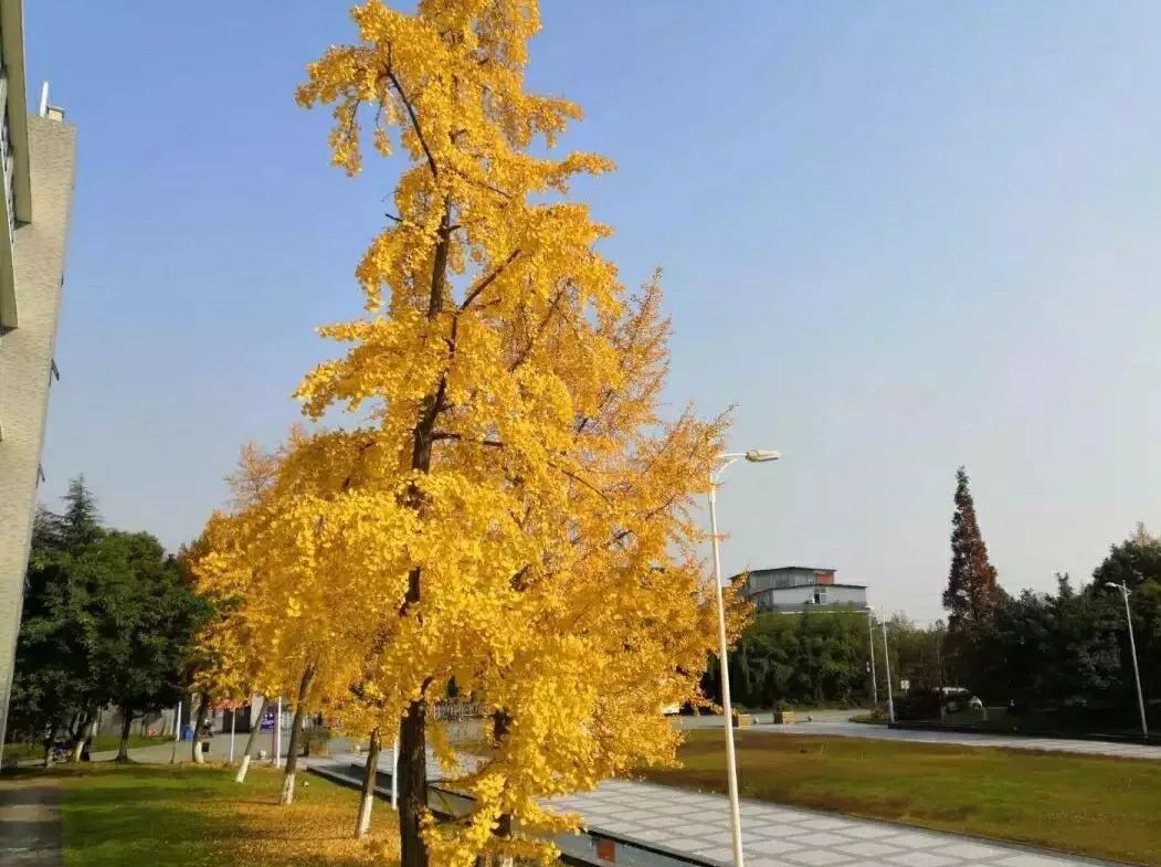 师大一中龙泉校区简介_龙泉师大一中图片_龙泉师大一中地址在哪儿